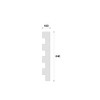 Termosistem decorativ ADP6 640X100X2000